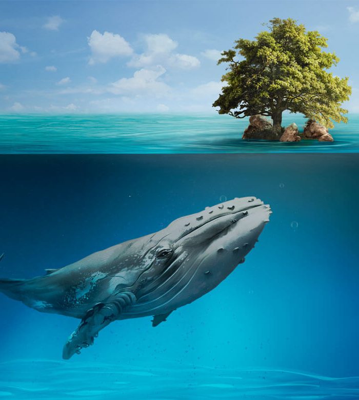 Video e citazioni con foto