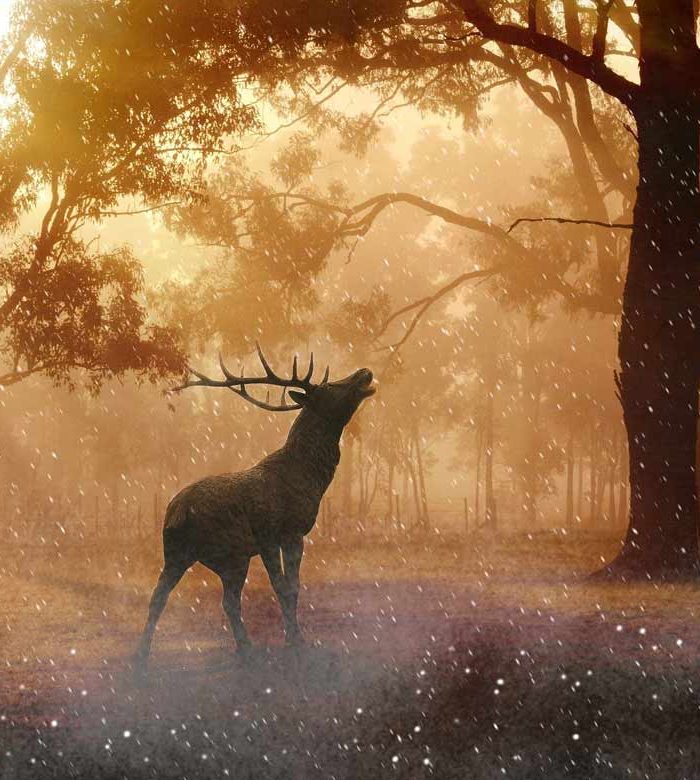 Brani tratti dal libro 1